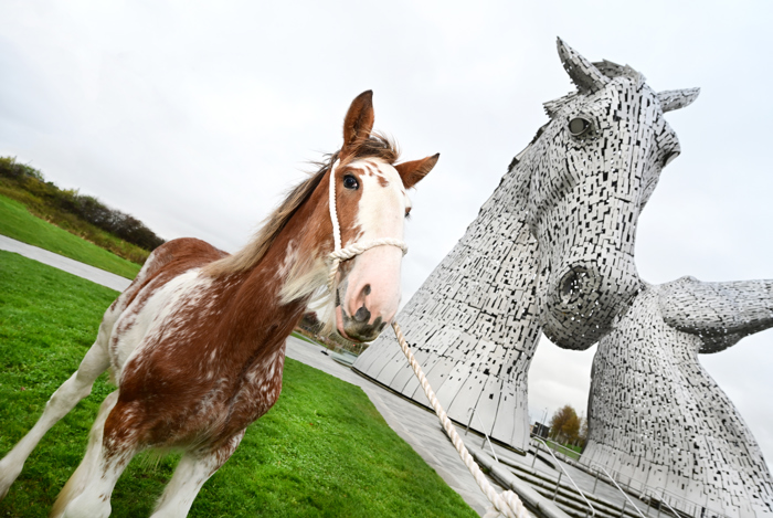 Kelpies 10 Faq’S : Top 10 Facts about the Australian Kelpie [Complete ...